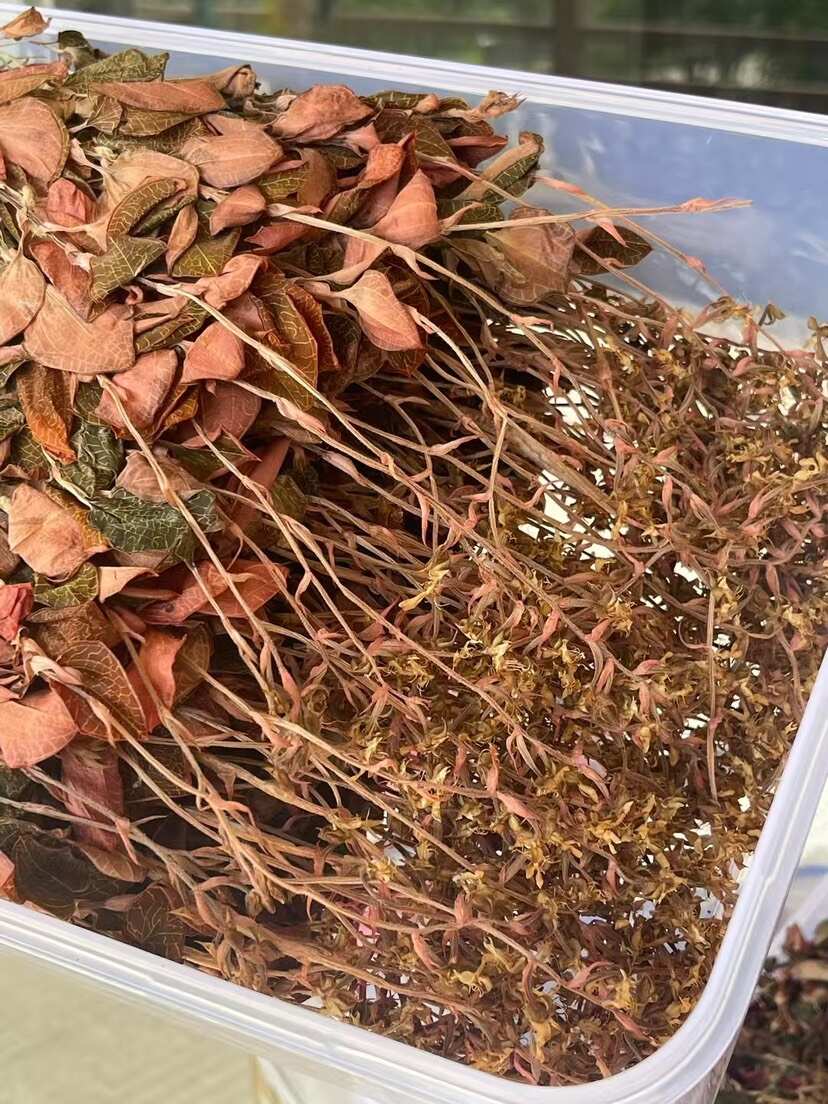 林下种植金线莲，种植18个月开花金线莲干品，大量批发