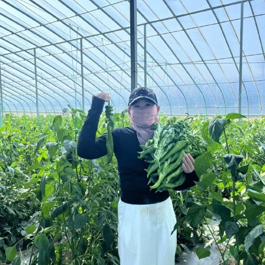 太康县精品高质量螺丝椒