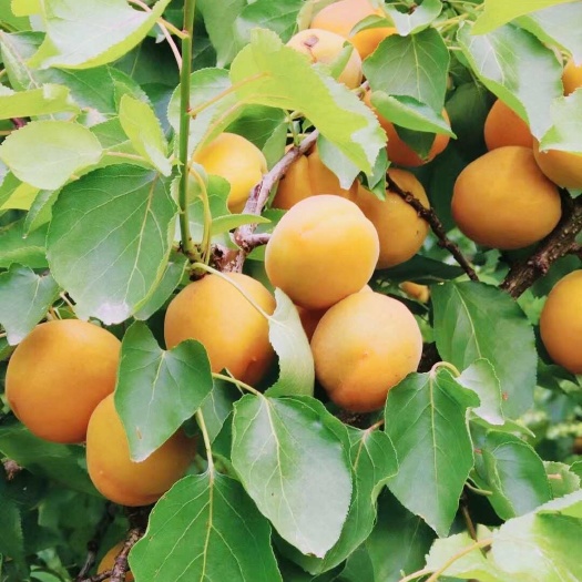 四川成都金太阳红杏