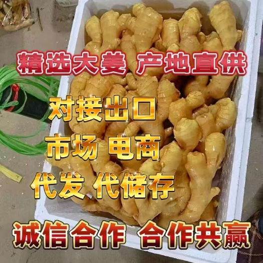 《大黄姜》山东大姜 块头大 颜色蜡黄版型好 诚信合作信誉第一