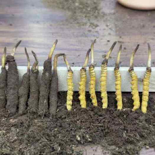 比如县冬虫夏草