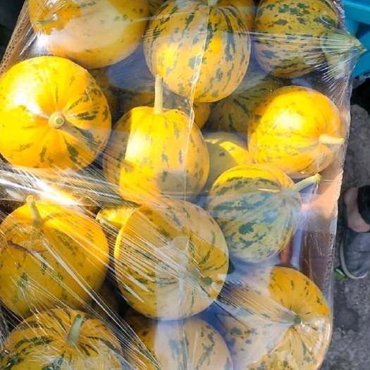 青县博洋久六一，九一，花蕾，二十四大量供应