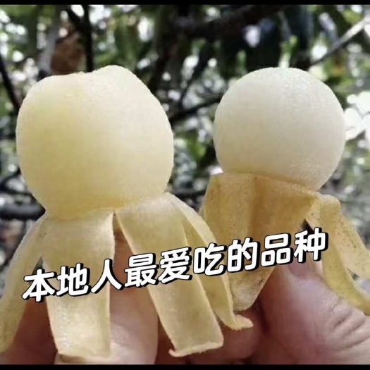 浦江县白枇杷     农户种植量大    有白枇杷也有红枇杷