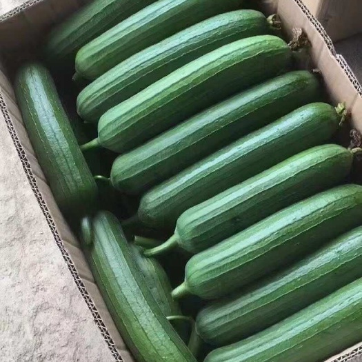南通丝瓜，油皮丝瓜