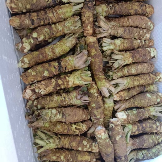 保山农村自己种植山葵，精品大量有货，