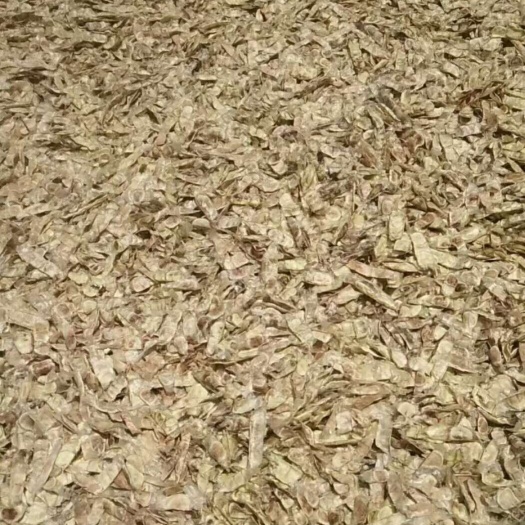 紫花风铃木种子