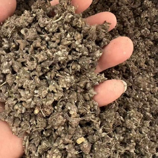 河南信阳猫爪草中药材 干燥根茎 品质可靠 直接供应