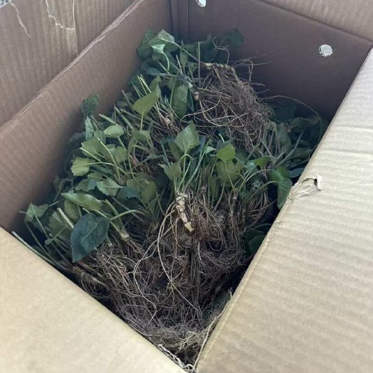 织金县蜘蛛香苗