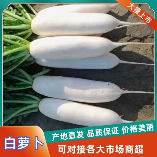 【推荐】湖北精品白萝卜对接全国市场商超加工厂