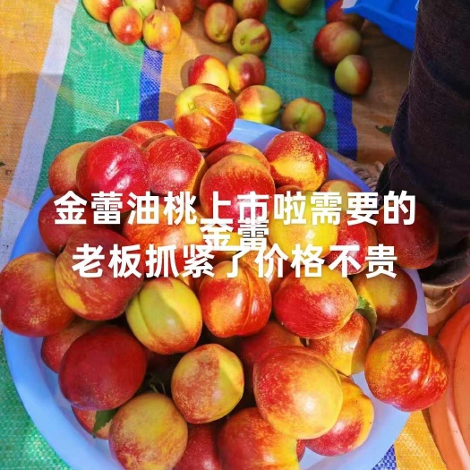 金蕾油桃口感嘎嘎甜