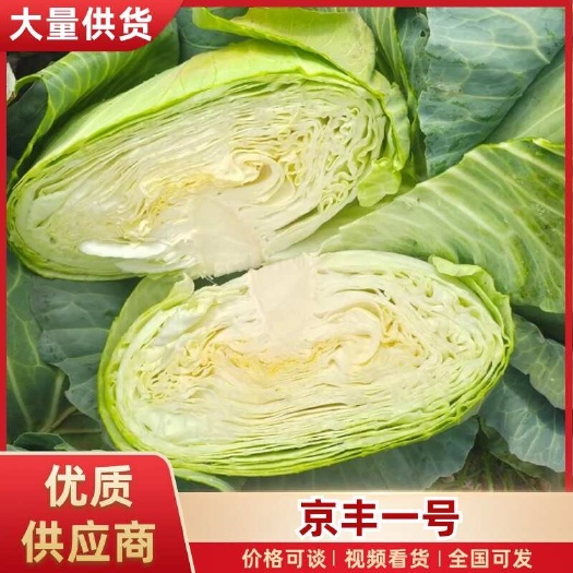 【推荐】湖北京丰扁包菜甘蓝基地直供现砍现装一手货源对接全国市