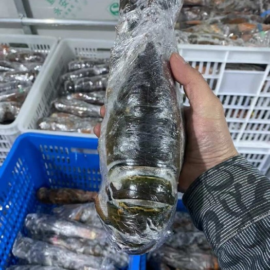 上海波龙源头