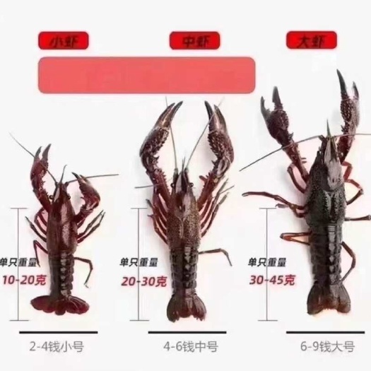 亳州龙虾品种一站通过秤过筛保证质量