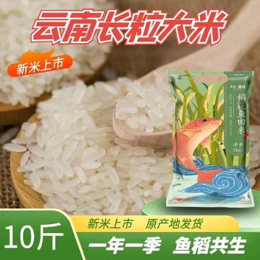 梁河县云南傣族5kg稻花鱼田米。煲仔饭，鸡蛋饭，饭粒松散。