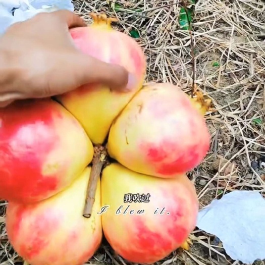 会泽县会泽盐水软籽石榴，色泽，鲜红，甜蜜汁多