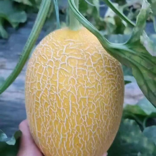 滑县凤金6