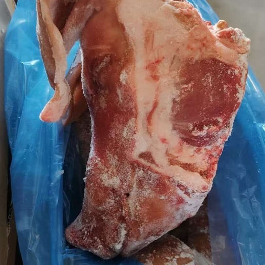 石家庄猪头，大量现货