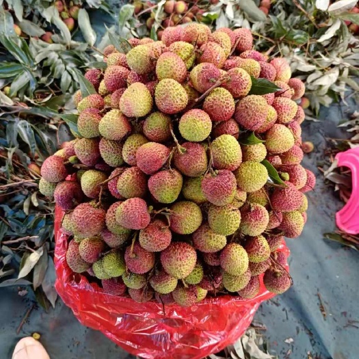 防城港妃子笑荔枝