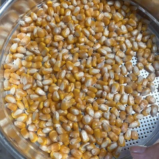 封丘县色选玉米，包装散装，产地，河南封丘