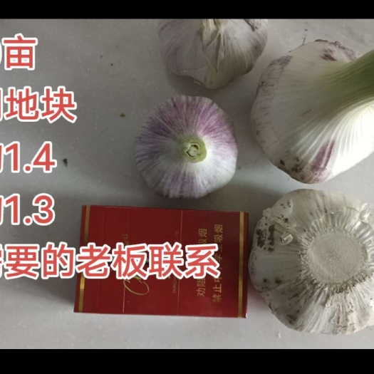 周口400亩地大蒜