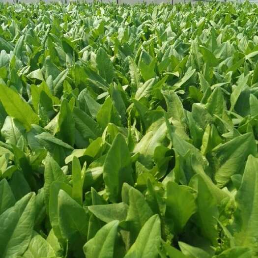 沈阳卖精品油麦菜