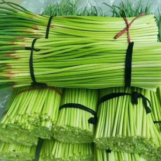 中牟县25年河南现摘应季节嫩蒜薹