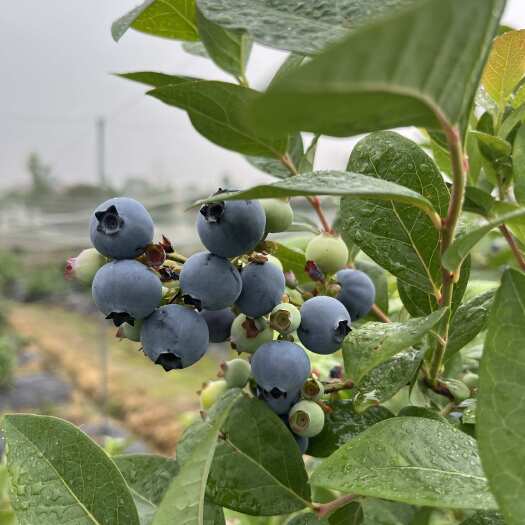 合肥合肥蜀山露地奥尼尔纯甜头茬上市