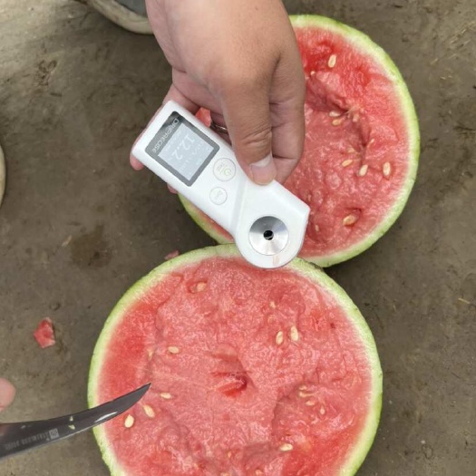 夏县无籽麒麟