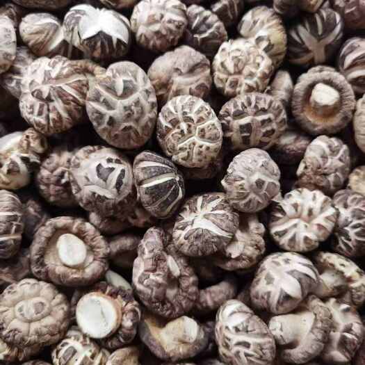 花菇大货批发零售一件代发