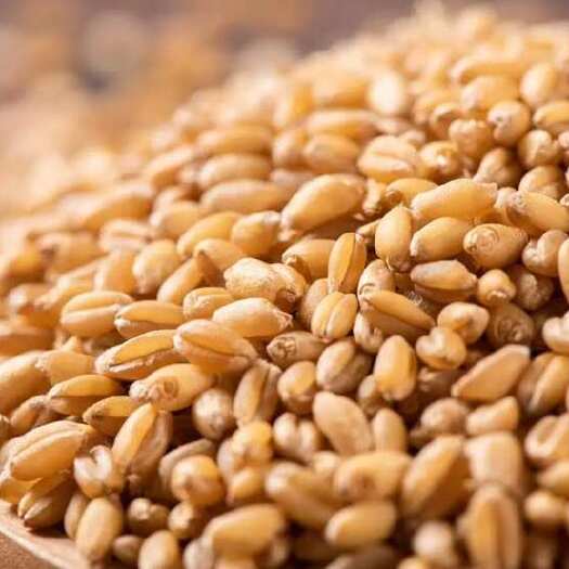 宜城市湖北襄阳优质小麦水分12-13% 支持整车发货