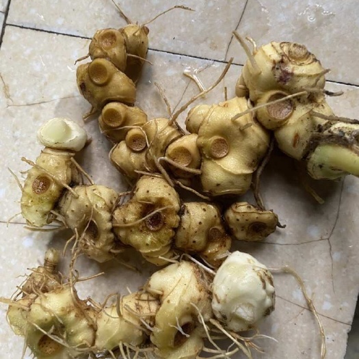 桃江县多花黄精批发