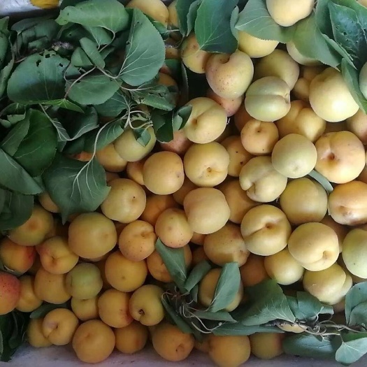 天然不打药早熟杏，早金蜜品种