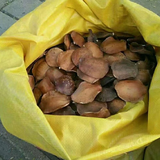 柳城县蓝花楹种子