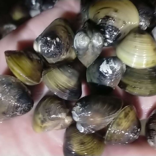 黄沙蚬