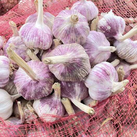 中牟县25年新鲜干大蒜河南紫皮大蒜头