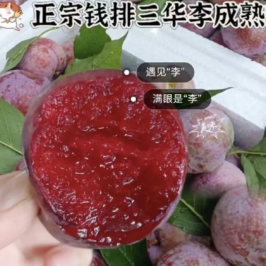 精品三华李 产地直销 对接个大商超 市场 电商