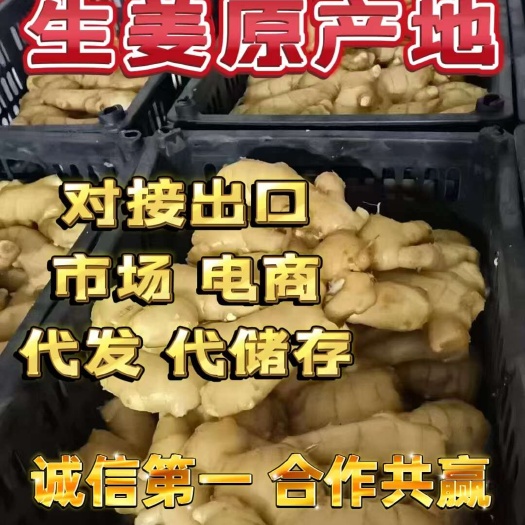 莒县《产地》生姜原产地 对接出口 市场 电商 代储存全国发货