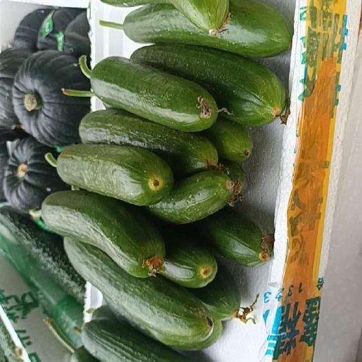 南宁水果青瓜