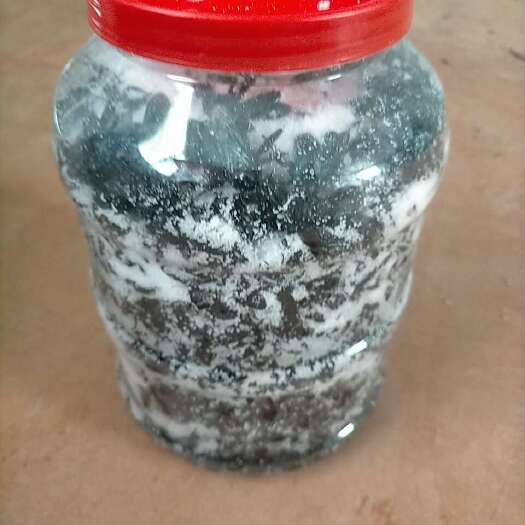 阳江盐竹蜂
