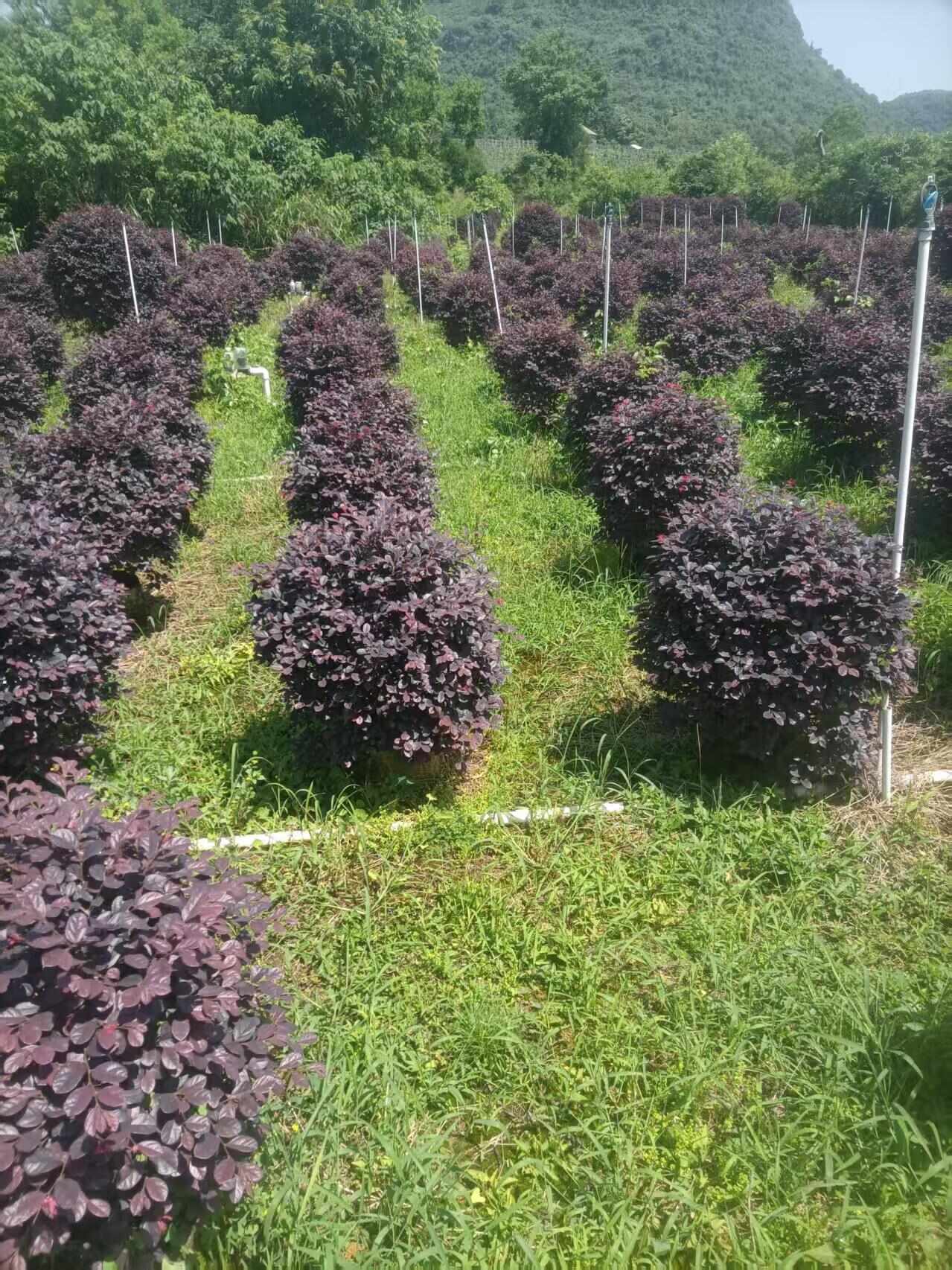 紅花繼木球袋苗   冠幅60-200cm精品球