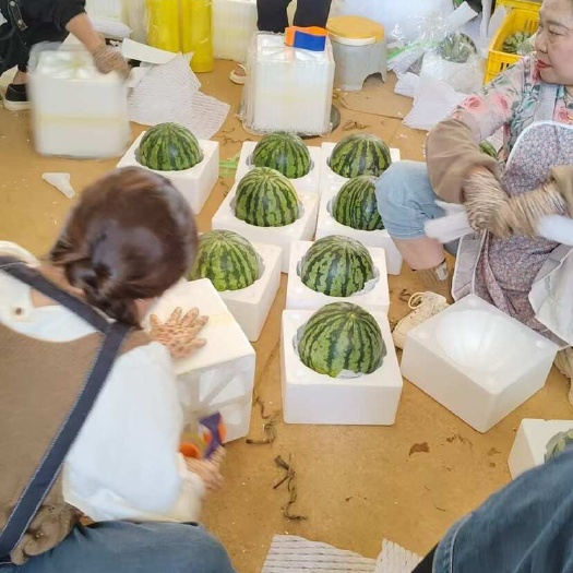 云南西瓜麒麟甜王美都全平台一件代发，达人主播可对接