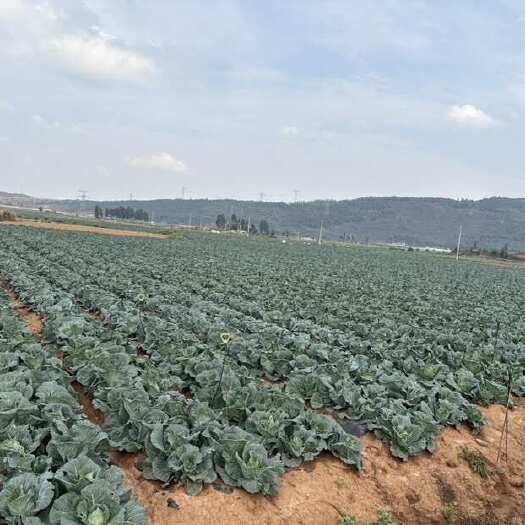 陆良县云南高山牛心菜