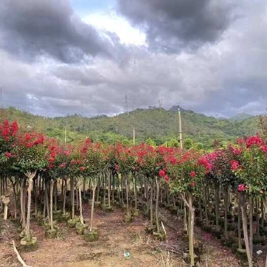 小叶紫薇3-15分，各种规格，大量低价出售