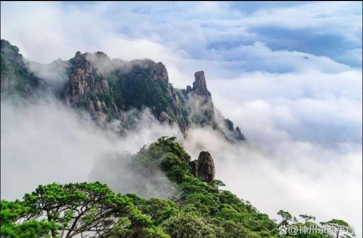 庐山云雾茶（核心产区）