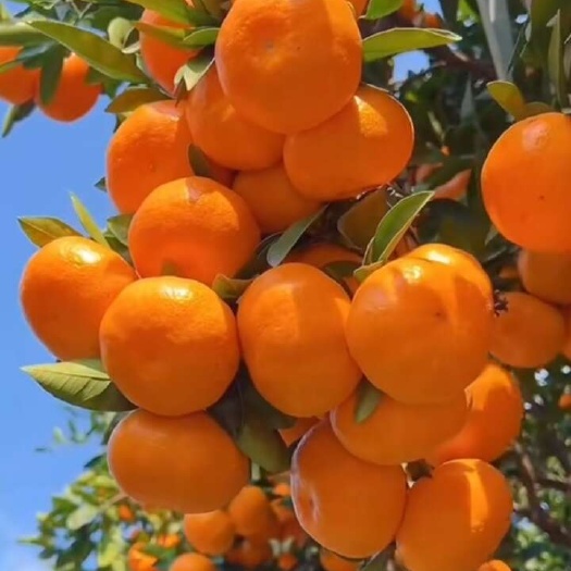 沃柑榨汁果云南货