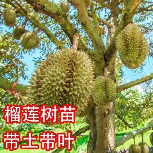灵山县金枕榴莲苗泰国正品嫁接榴莲苗品种保证带土带叶发货地栽包邮