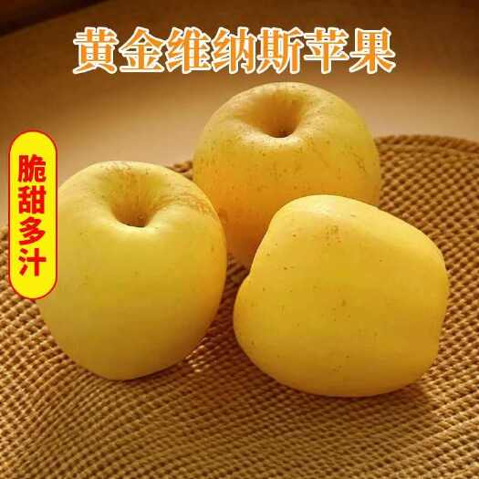 莱阳市【人工精选】山东烟台黄金奶维纳斯苹果彩箱礼盒纯甜无酸