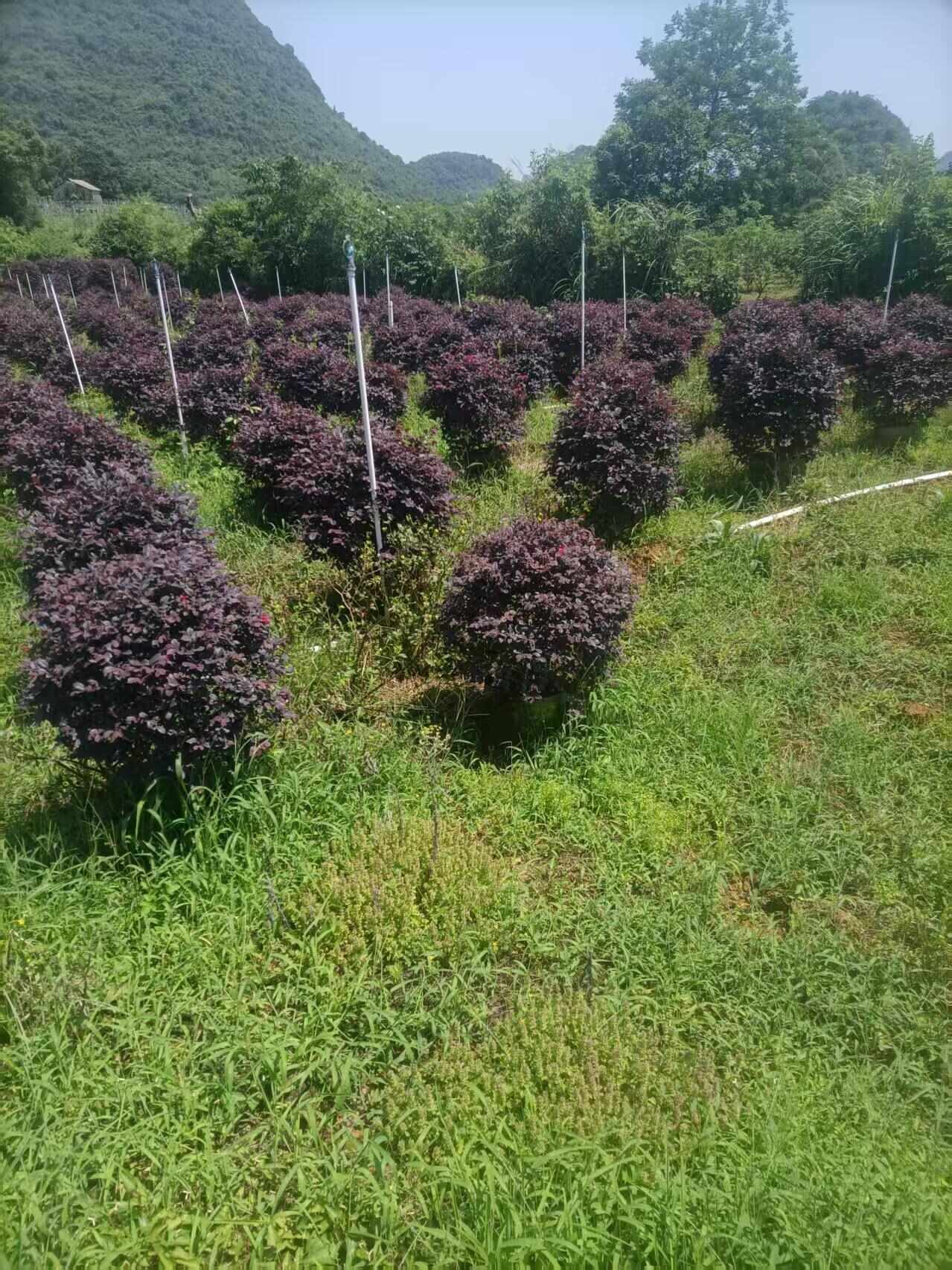 紅花繼木球袋苗   冠幅60-200cm精品球