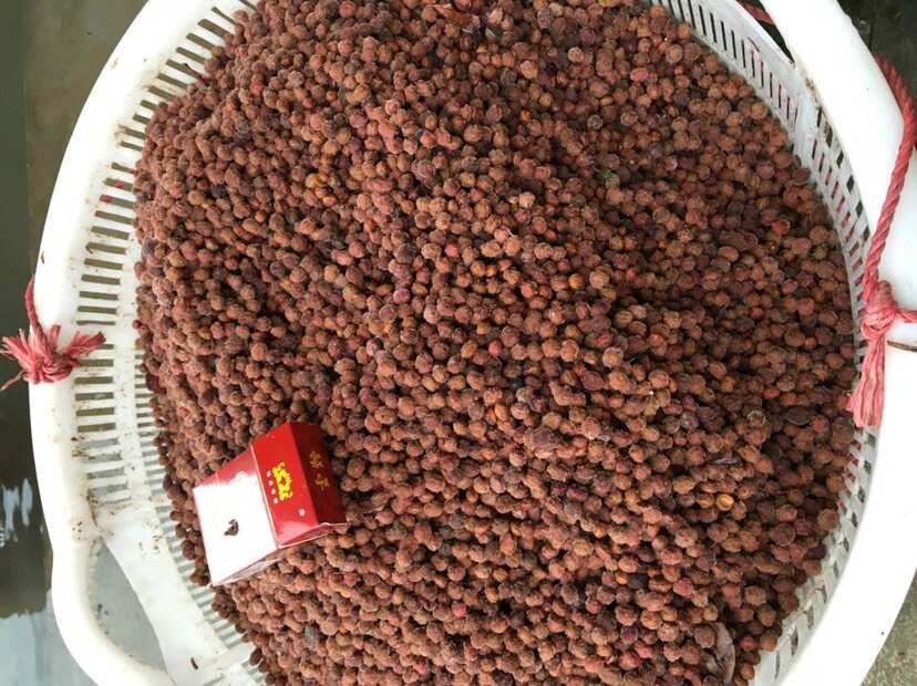 台州优质杨梅种子 台州黄岩直发 水果种植好帮手