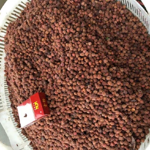 台州优质杨梅种子 台州黄岩直发 水果种植好帮手